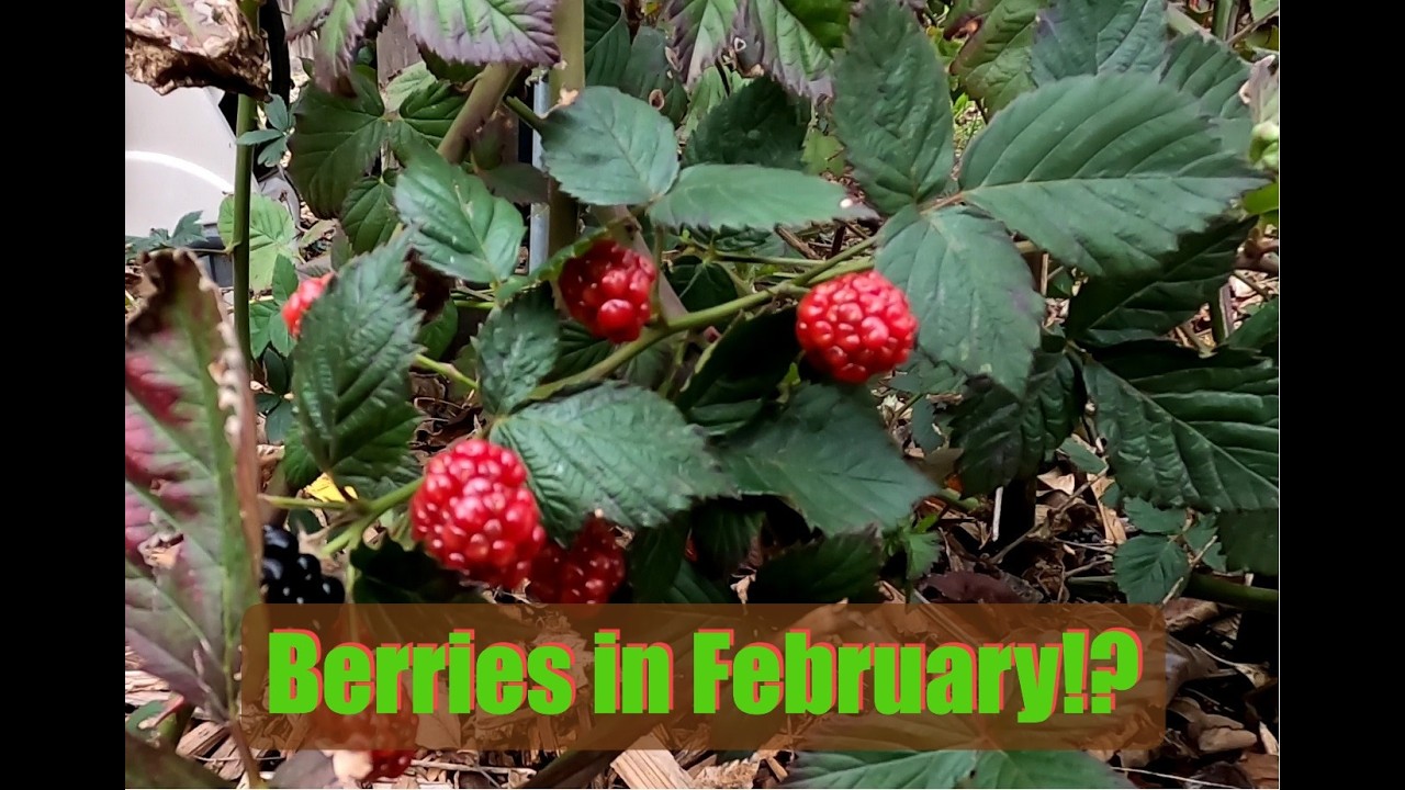 Unseasonal Garden Surprises In February?!