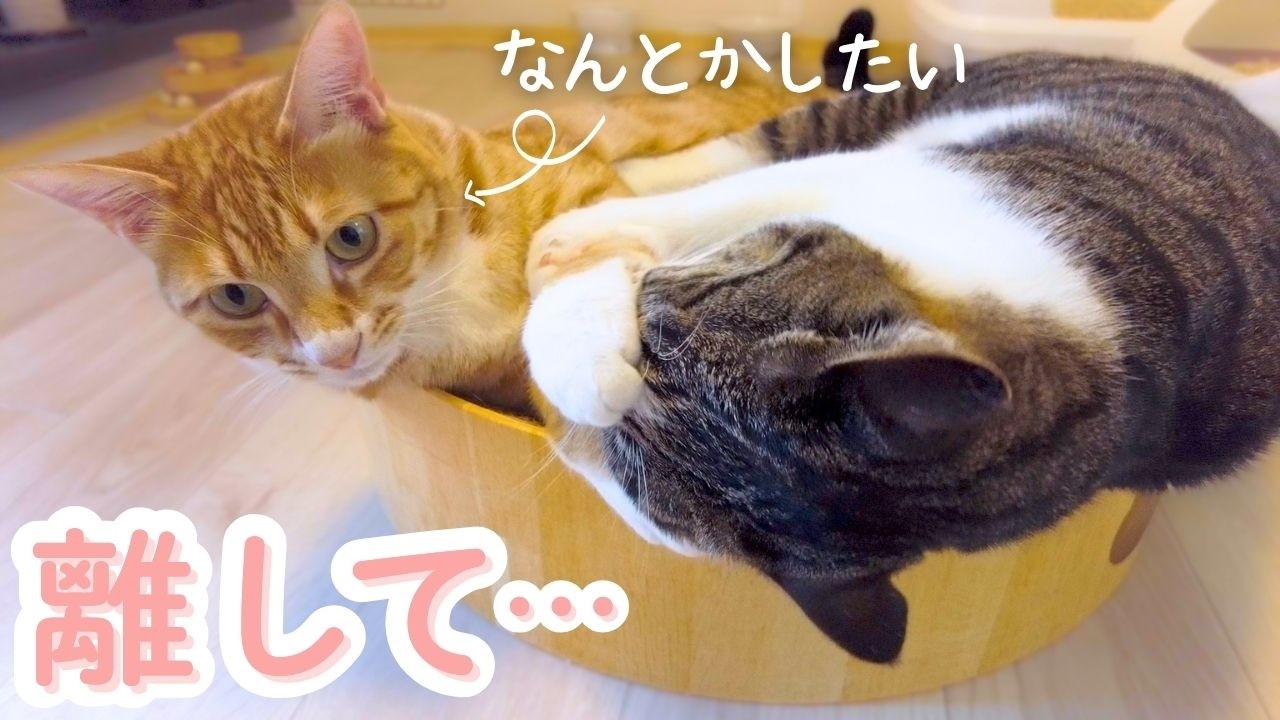 妹猫の圧に負けそうな兄猫、そっと拒否してる姿が可愛すぎた