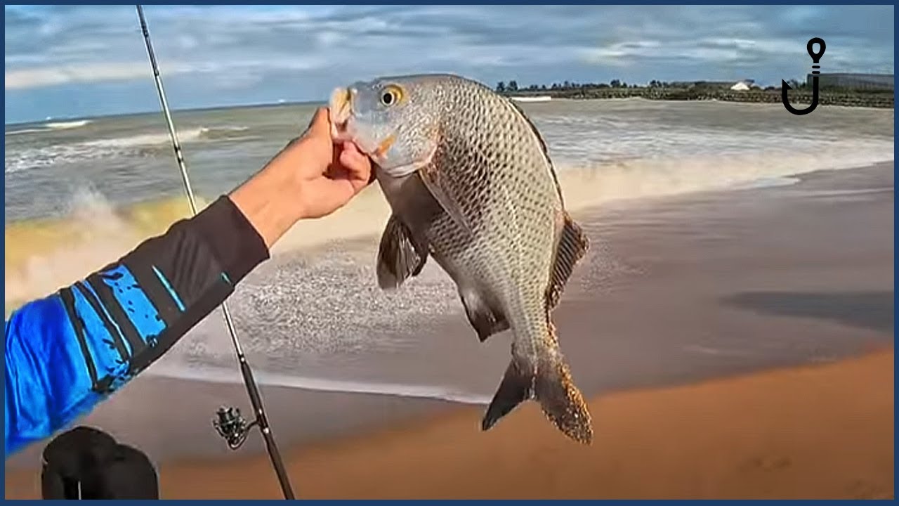 SARGO Atrás de SARGO na Praia! Pescaria de Praia estava Perfeita
