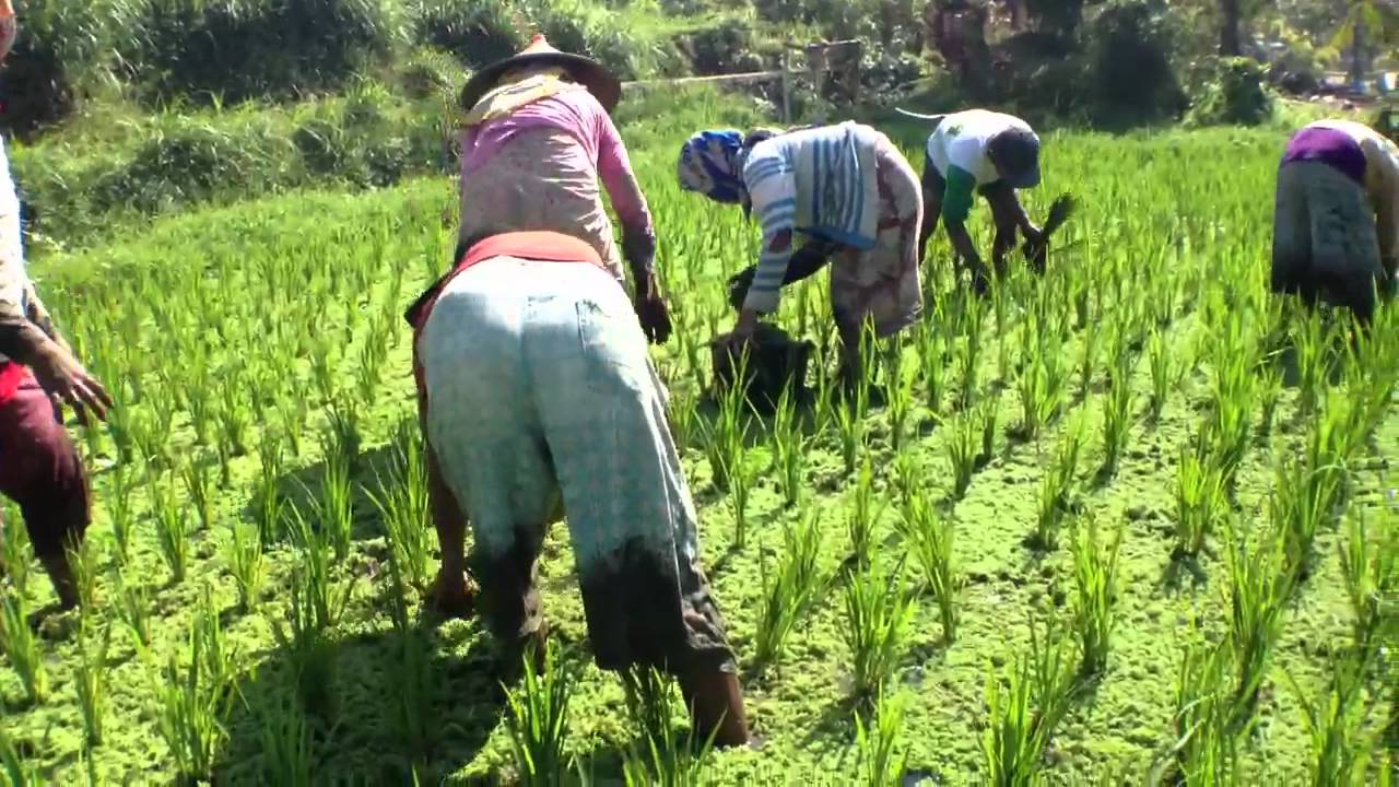 Azolla Harvest in Paddy: amino acid rich, sustainable