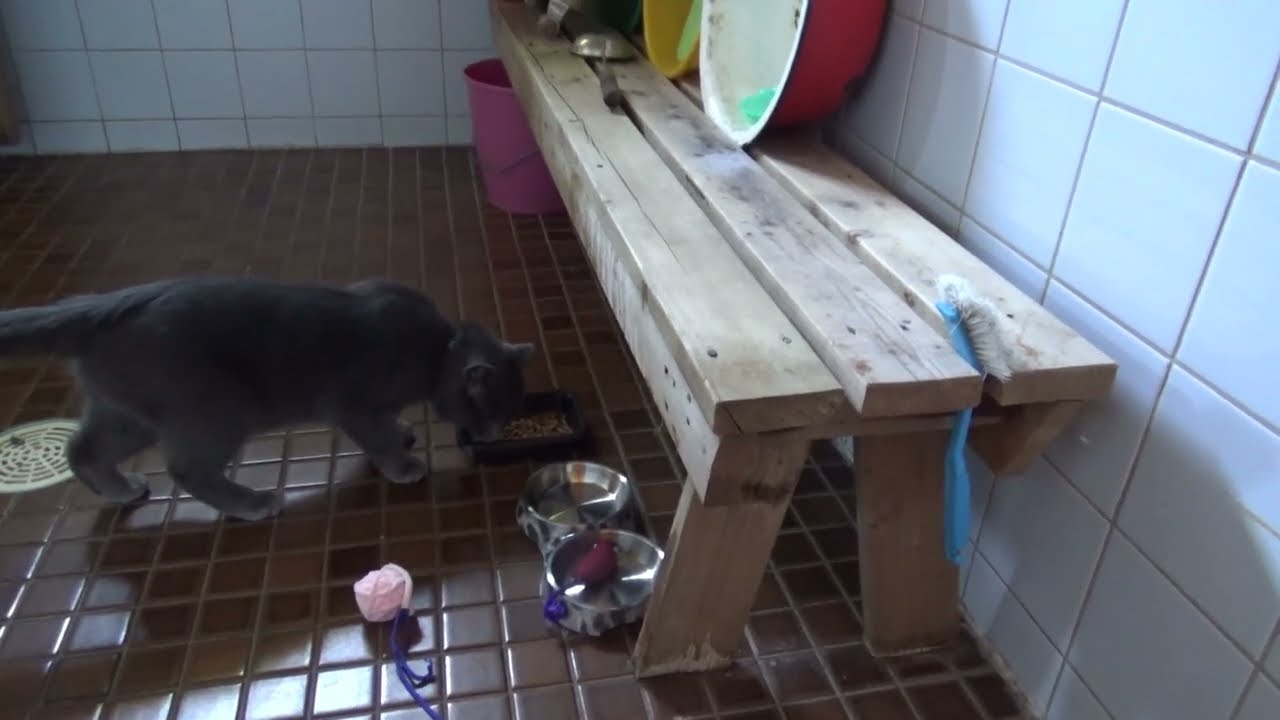 MARSKIN ensiaskeleet meillä