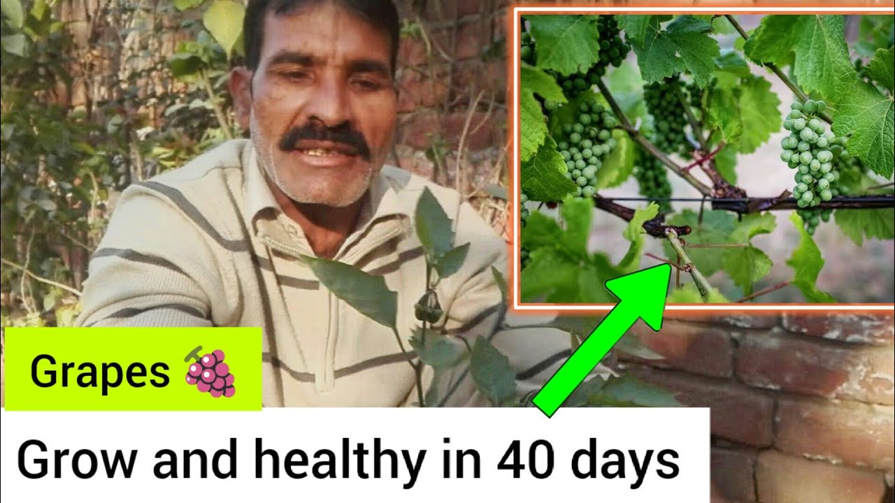 how to grow and healthy grape plants in 40 days || angoor plant ki care,grow kaise karen