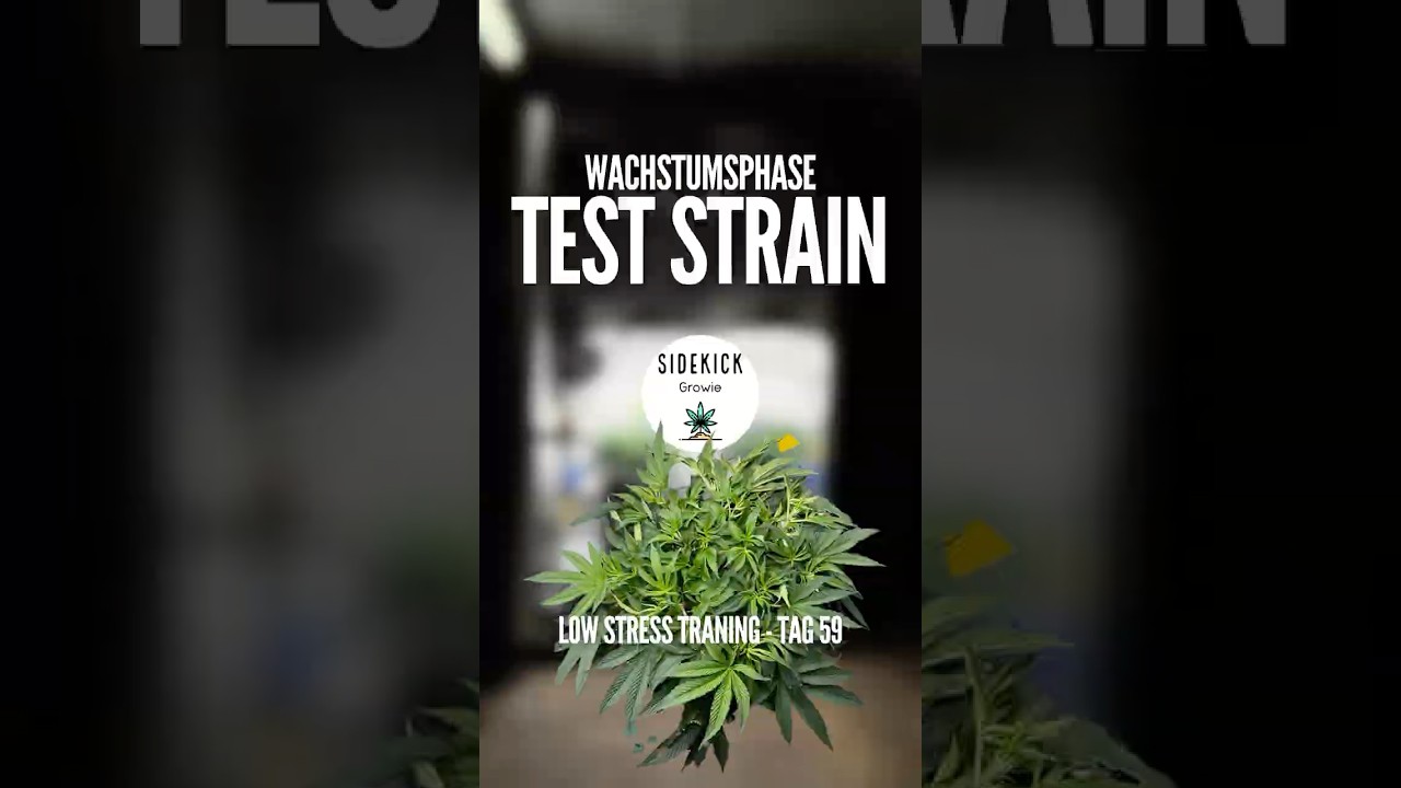 Low Stress Training - Tag 59 | Test Strain (Dutch Passion)
