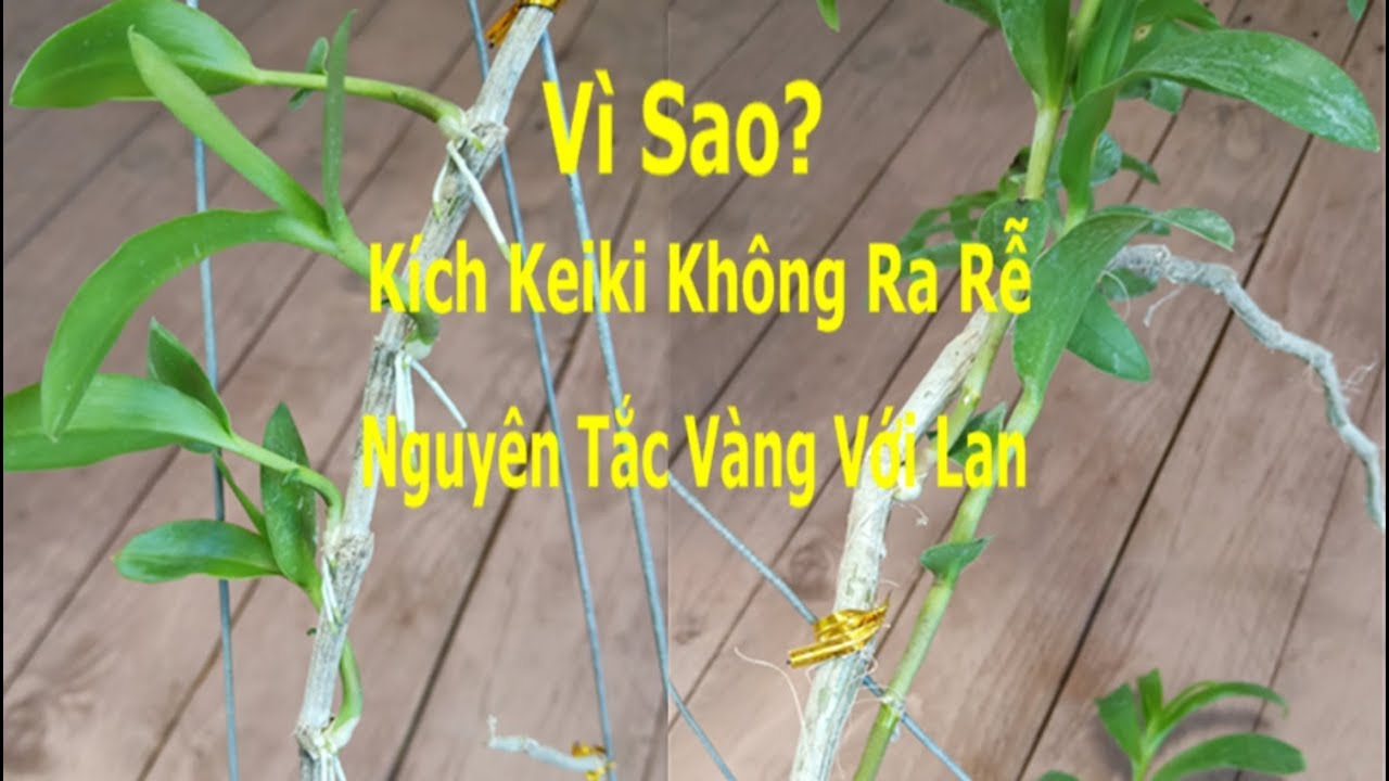 Nguyên Nhân Chính Keiki Lên Những Rễ Không Ra| Nguyên Tắc Vàng Với Lan