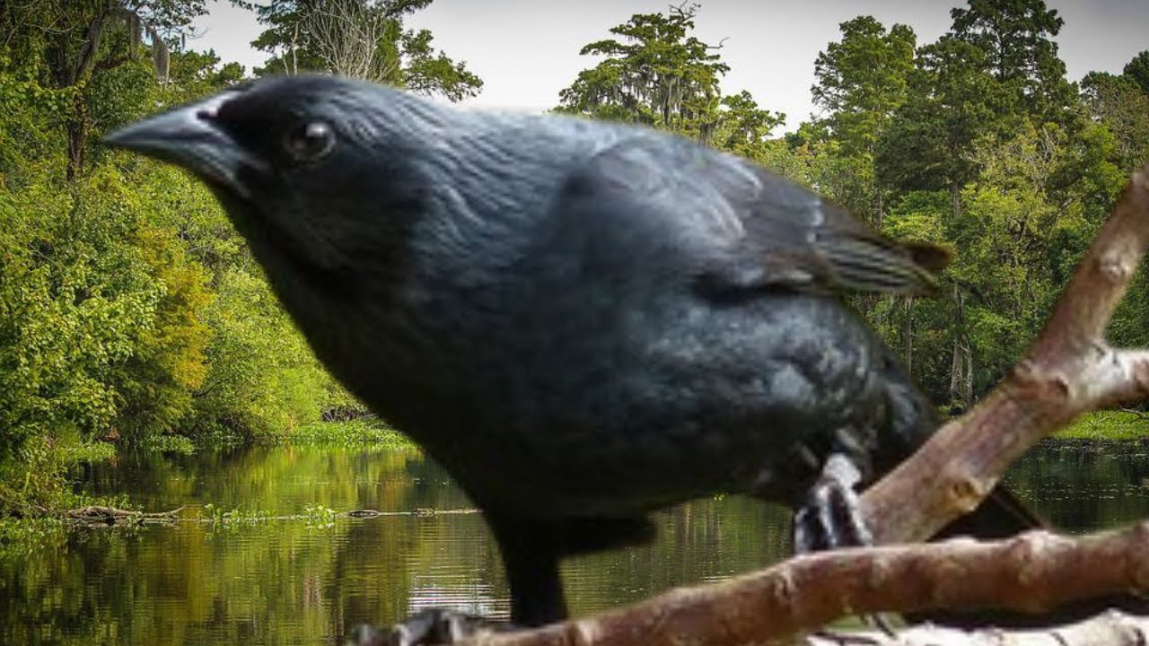 Canto Do Pássaro Preto Para Esquentar o Seu Em 11 minutos - Passaro Preto Canto Mateiro