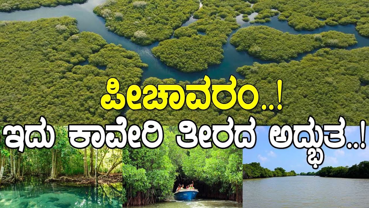 ಪೀಚಾವರಂ..! ಇದು ಕಾವೇರಿ ತೀರದ ಅದ್ಭುತ..! world's largest mangrove forest