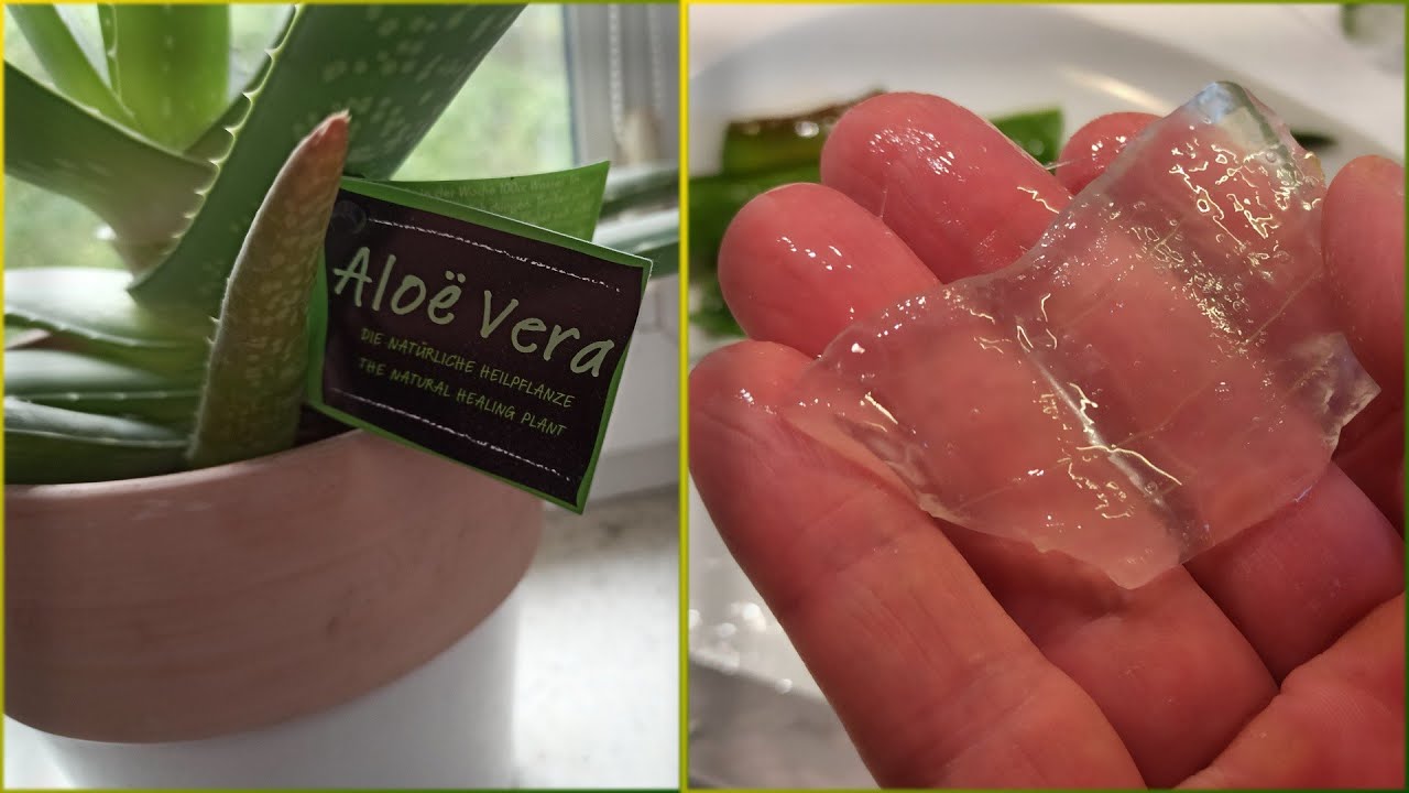 Aloe vera - aloes zwyczajny - właściwości, jak jeść lub pić