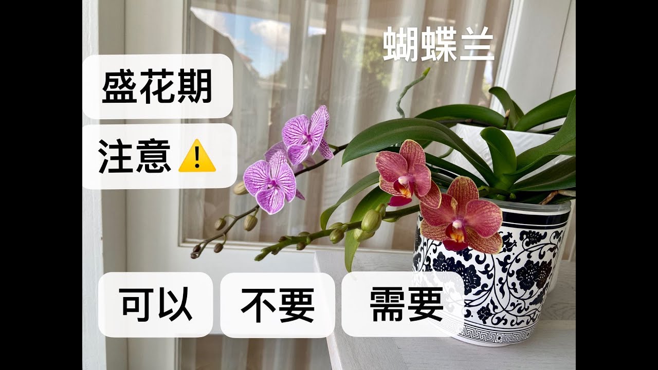 【20348】在蝴蝶兰的盛花期注意⚠️，八个“可以”，十个“不要”，两个“需要” //静姐说花526