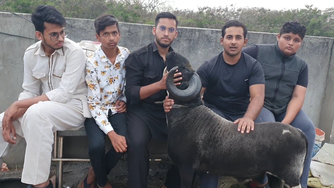 India Ka Best Sheep Collection Isko Bolte Hai | Capital Of Sheep Farming Hyderabad.
