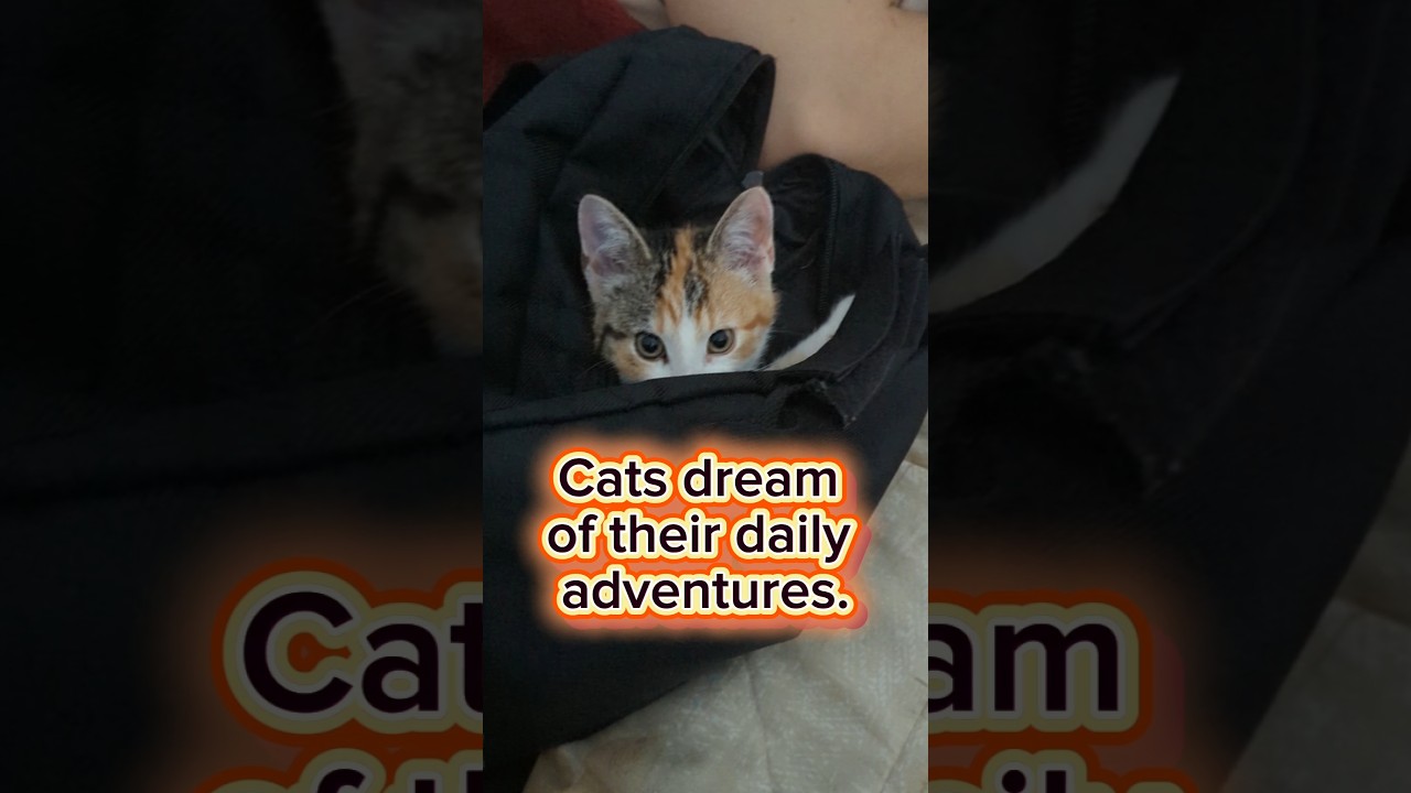 Cats dream of their daily adventures 