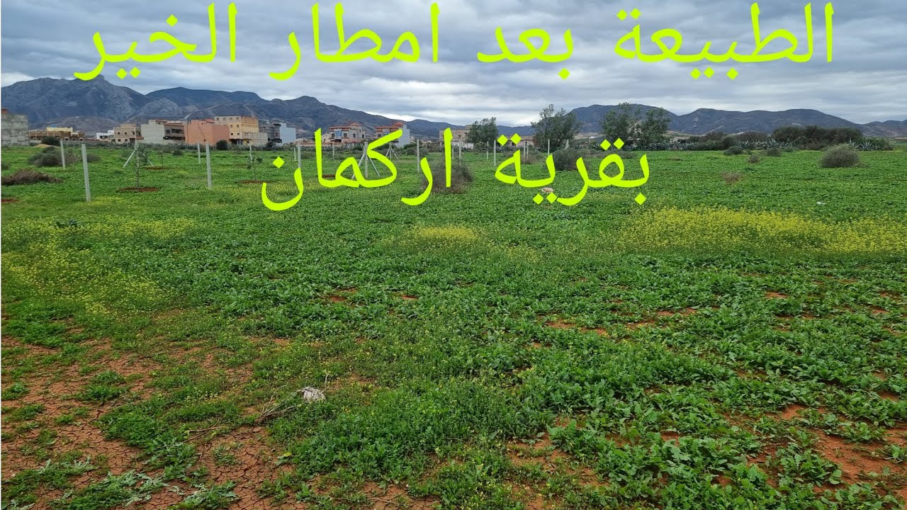الطبيعة بعد امطار الخير بقرية اركمان