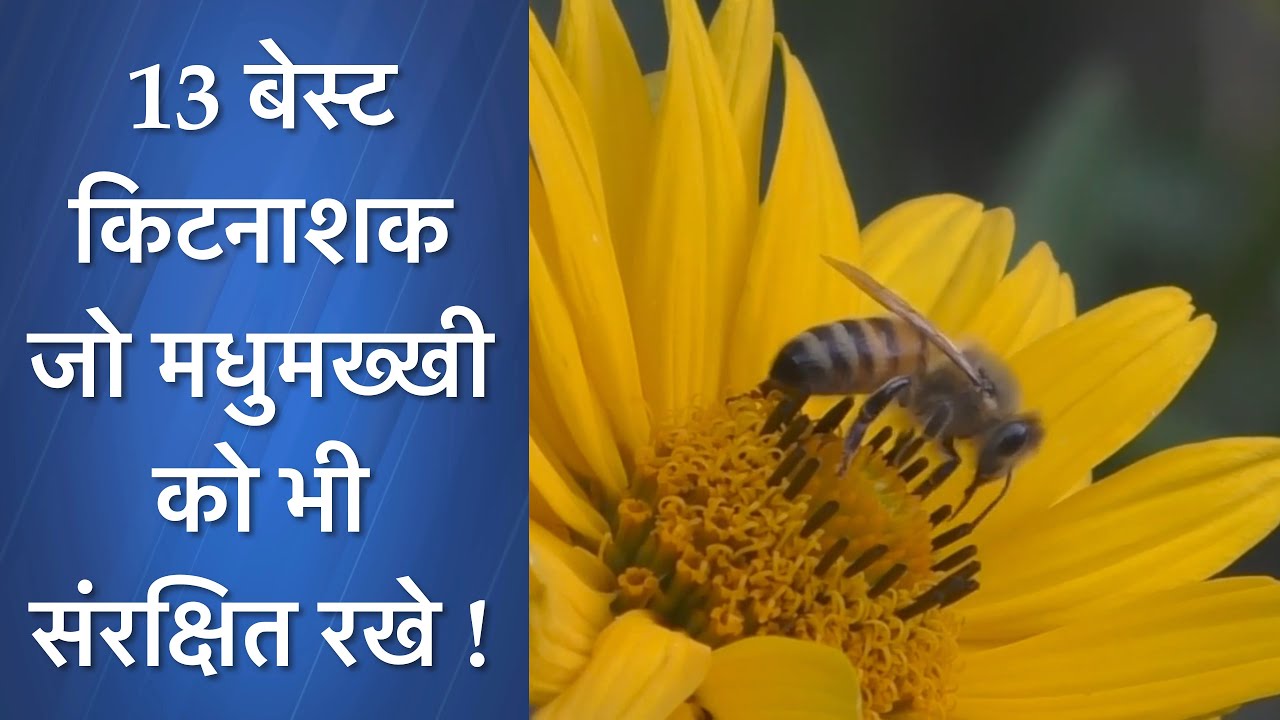 13 बेस्ट किटनाशक जो मधुमख्खी को भी संरक्षित रखे|honey bee friendly insecticide| insecticide