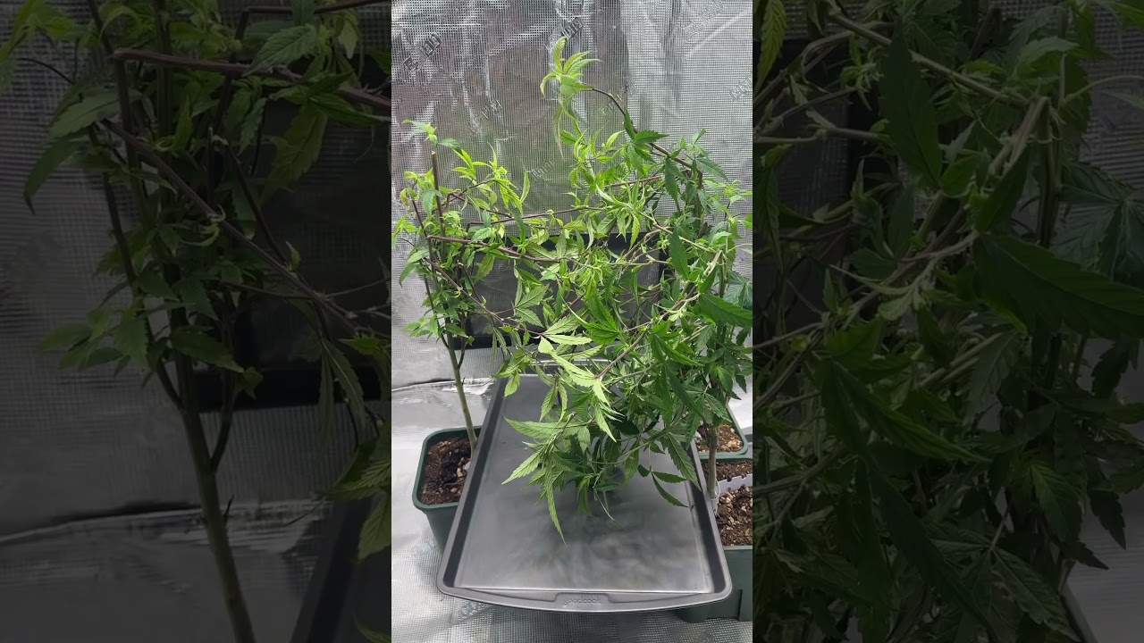 How to Collect Pollen (Cannabis)