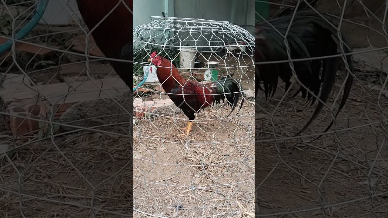 Que bông 0946796975 ngày 2.2