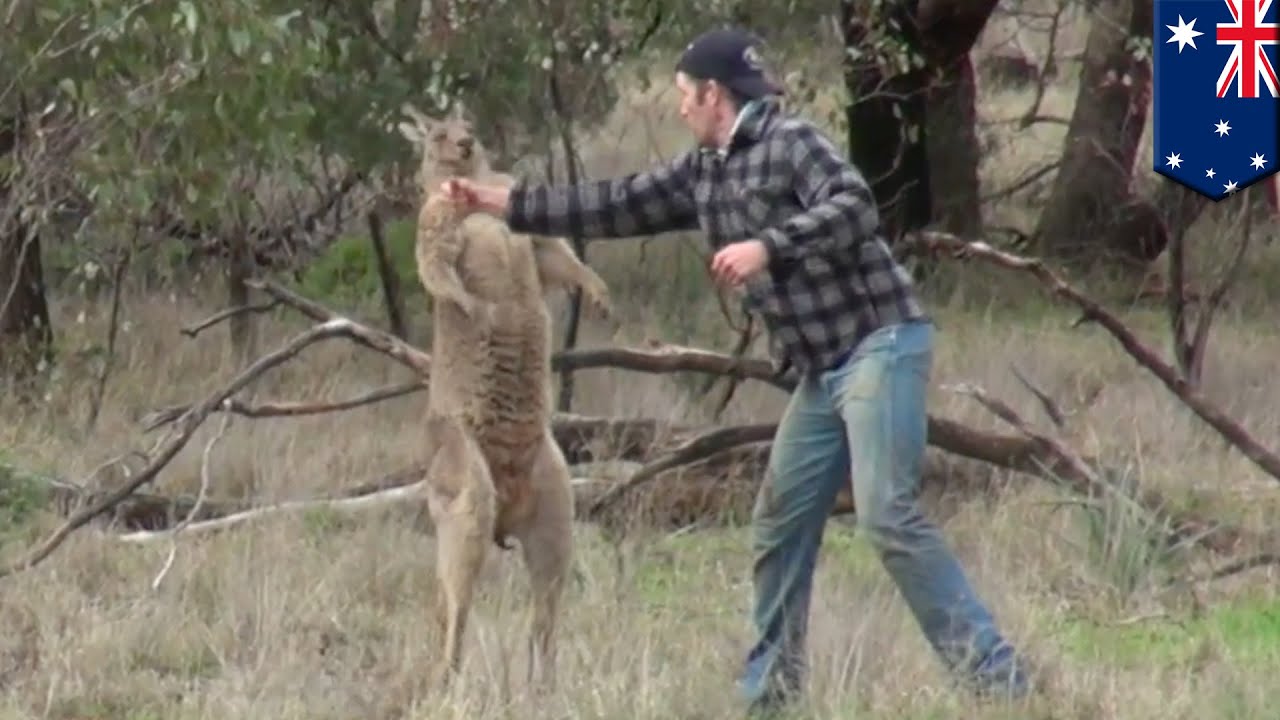Man fights kangaroo: Aussie dude punches kangaroo in the face after it attacks his dog - TomoNews