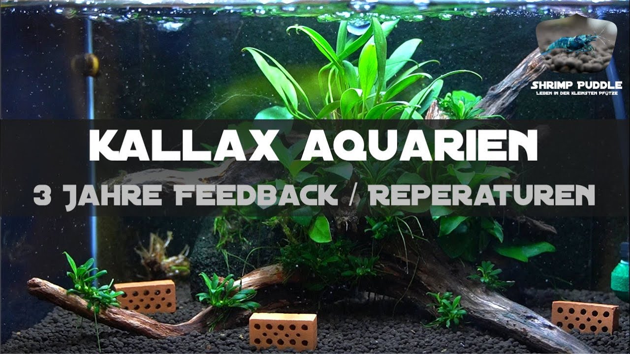 KALLAX AQUARIEN 3 JAHRE FEEDBACK