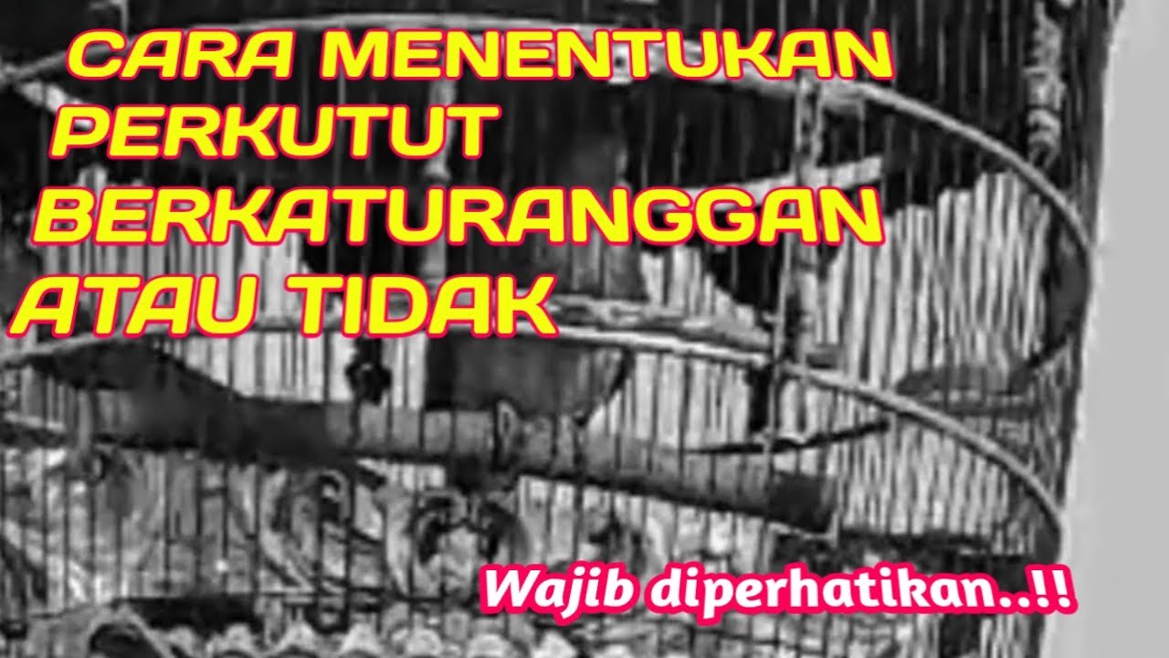 Cara menentukan perkutut katuranggan atau tidak