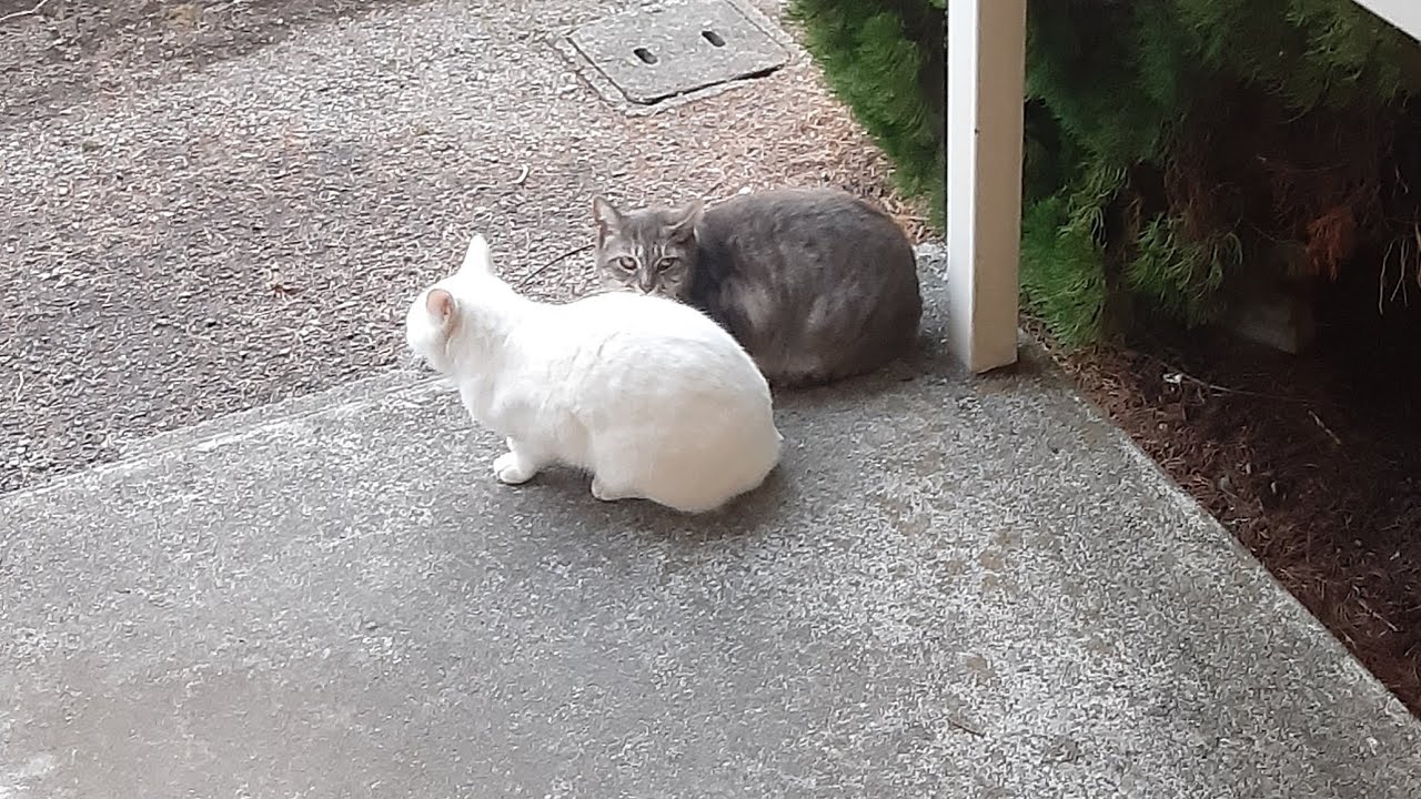 野良猫 六人衆 ご飯 ライブ配信 猫 1月2日 スタート #野良猫 #cat #猫 #動物 #animals