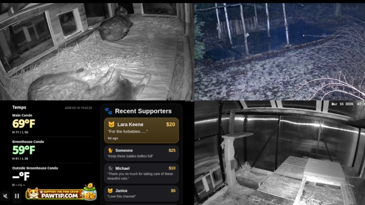 LIVE: Multi-Cam Morning 🐾 Feral Cat Shelter