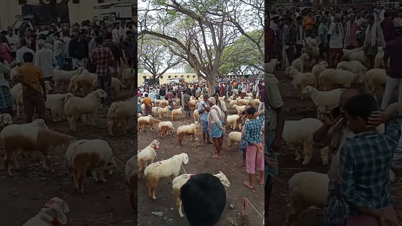 Kargavala Market near Mysore City   #bannur #sheep