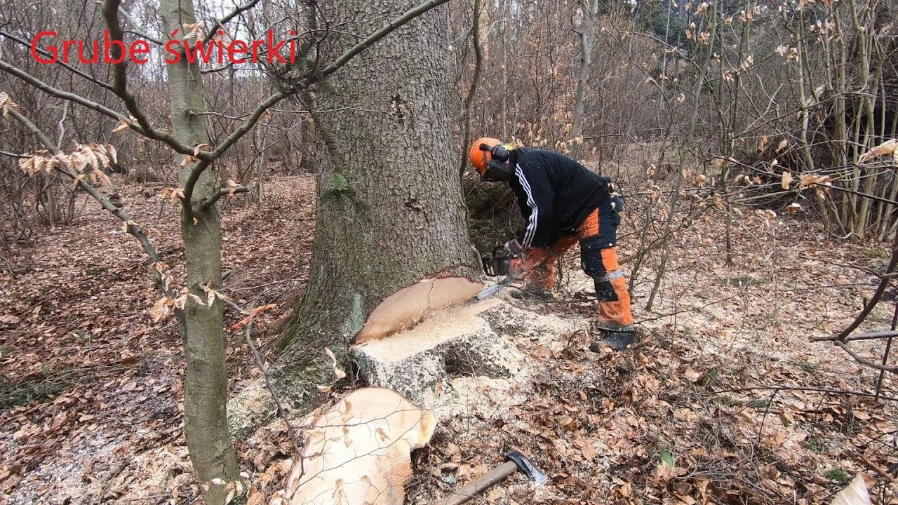 Grube świerki, Gumiś w akcji, Echo CS-620SX