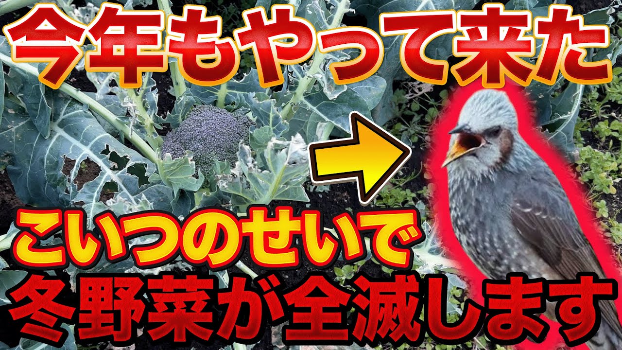 【鳥被害】今年も冬野菜を食べ尽くすヒヨドリ、ムクドリがやってくるので対策します！