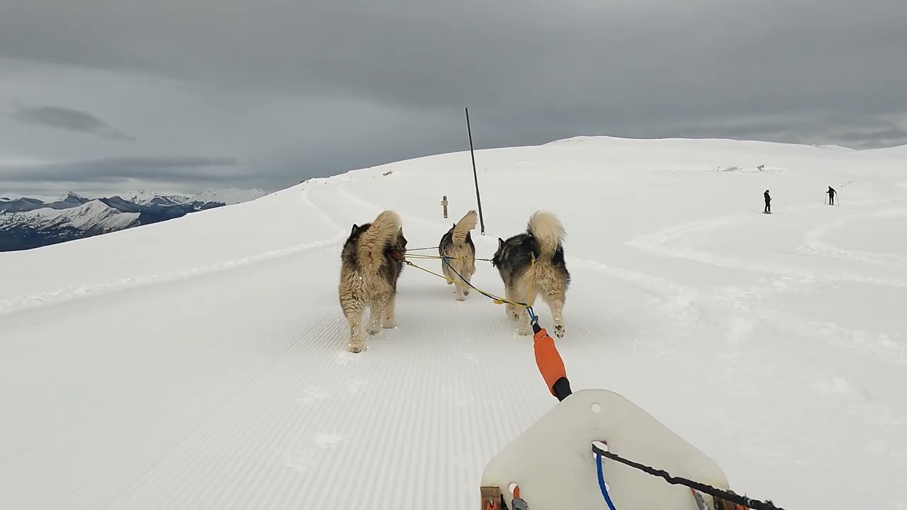 Belle piste damée, des Malamutes en forme, il ne manquait qu'un peu de soleil, à Hautacam