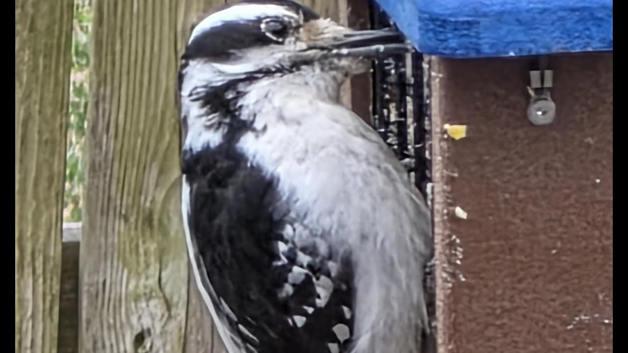 Entertainment For Cats (And Humans). Birds and Squirrels from Windsor, Ontario, Canada