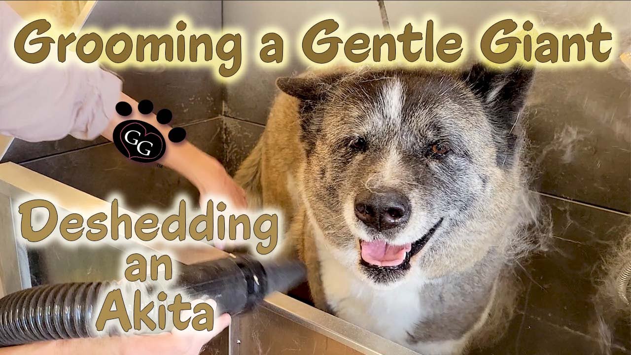 Grooming a Gentle Giant - Deshedding an Akita - Gina's Grooming