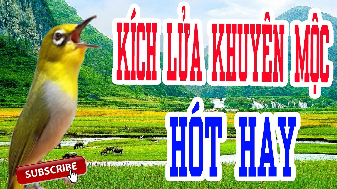 Chim vành khuyên hót líu, Chim vành khuyên líu chòe, Khuyên hót líu