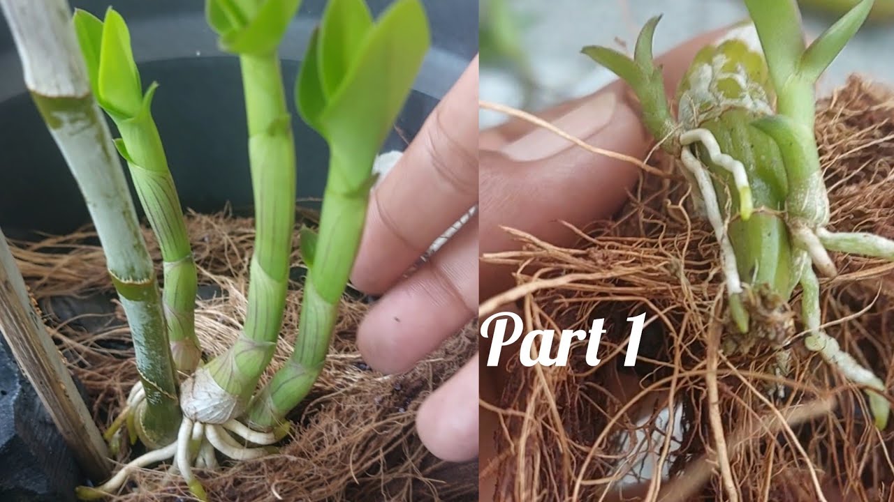 cara cepat menumbuhkan anak anggrek dendrobium