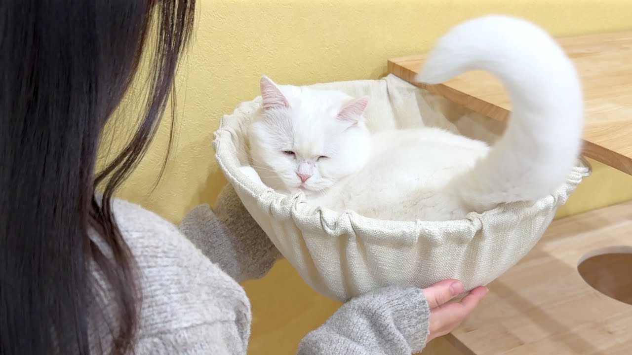 猫の大好きなハンモックを撤去したら大変なことになった…