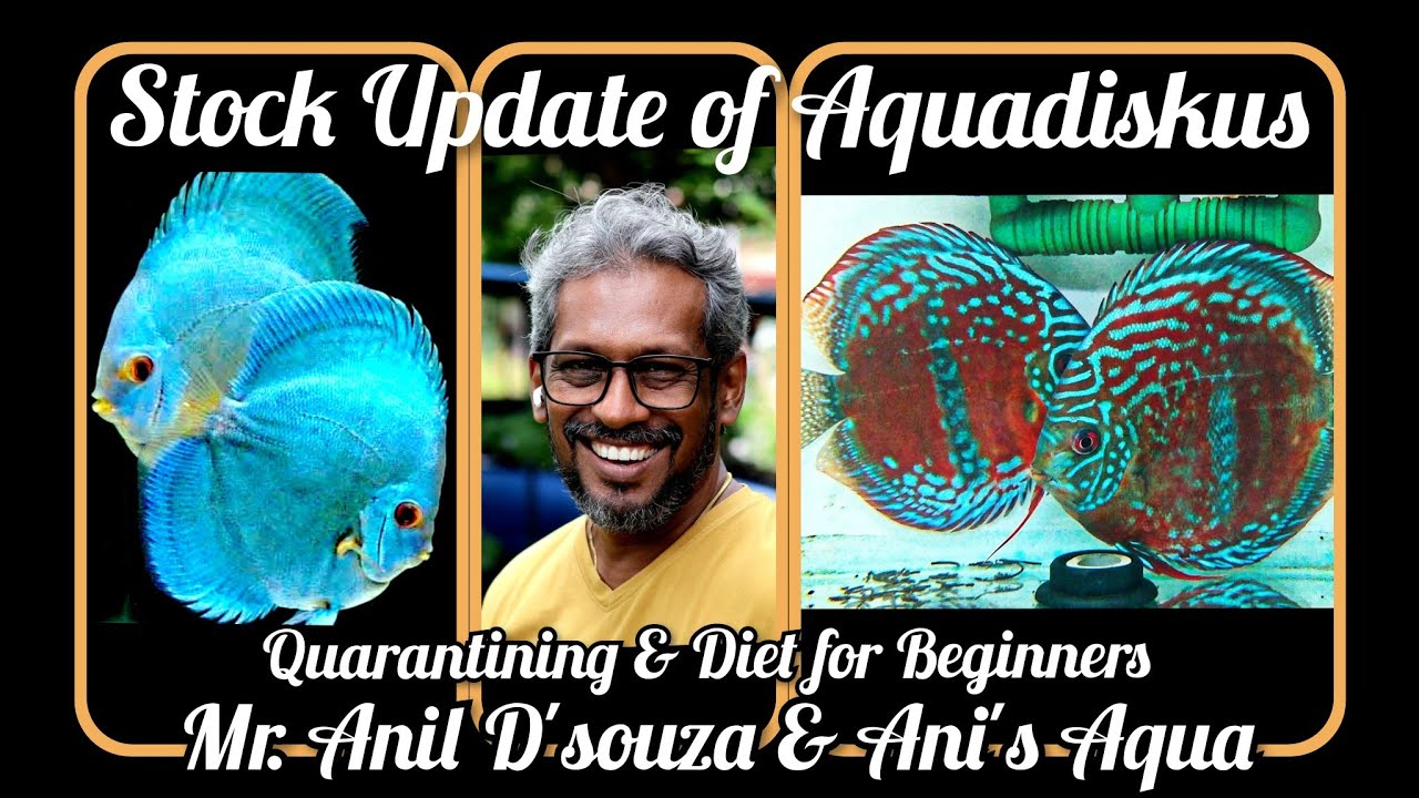 DISCUS KEEPING FOR BEGINNERS | STOCK UPDATE OF AQUADISKUS | QUARANTINING