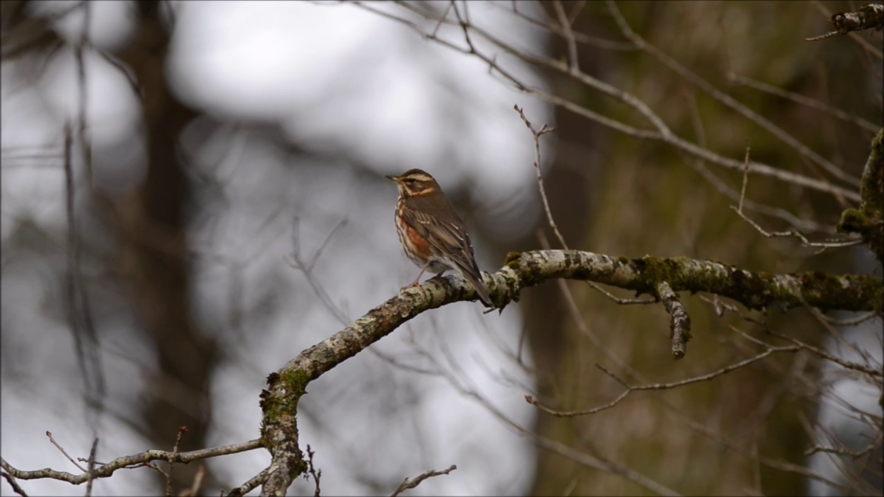 Redwing / R&oslash;dvingetrost (turdus iliacus)