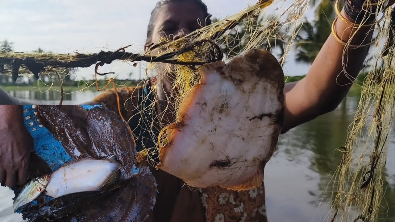 ഉടക്ക് വലയിൽ നിറയെ കായൽ നങ്കിന്റെ ചാകര🐠|villagefishingwomen|traditionalfishing|villagefishing|nadan
