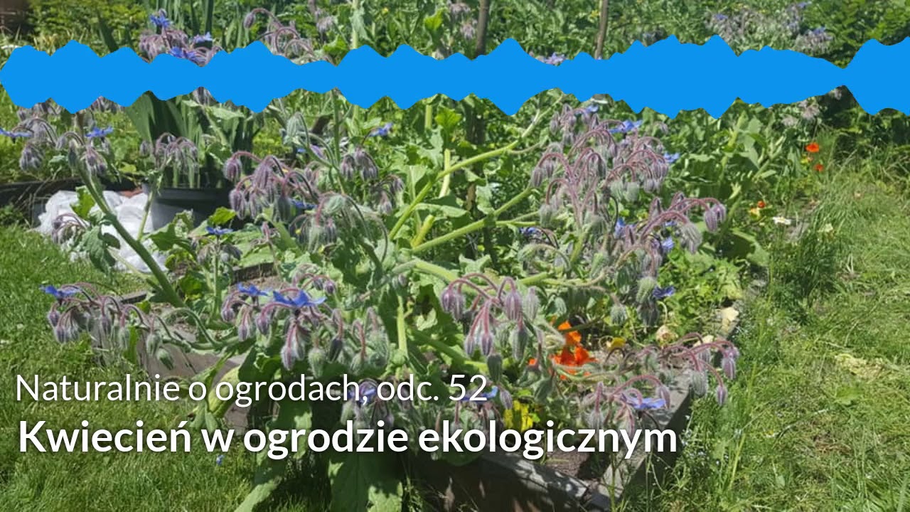 NoO 52: Kwiecień w ogrodzie ekologicznym
