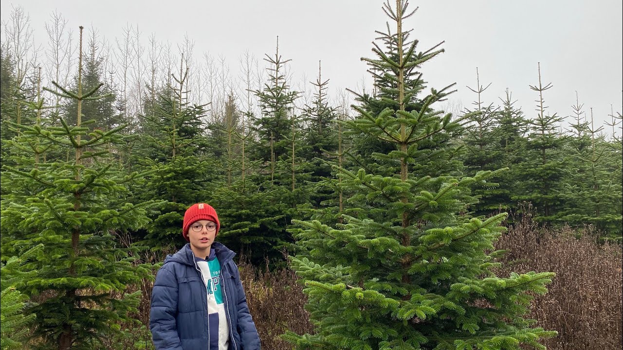 Finder et Juletræ 🌲 