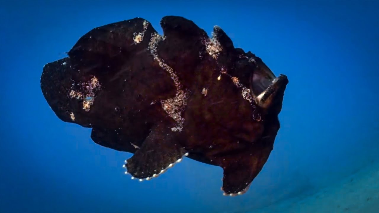 You won't believe how GIANT FROGFISH can swim .