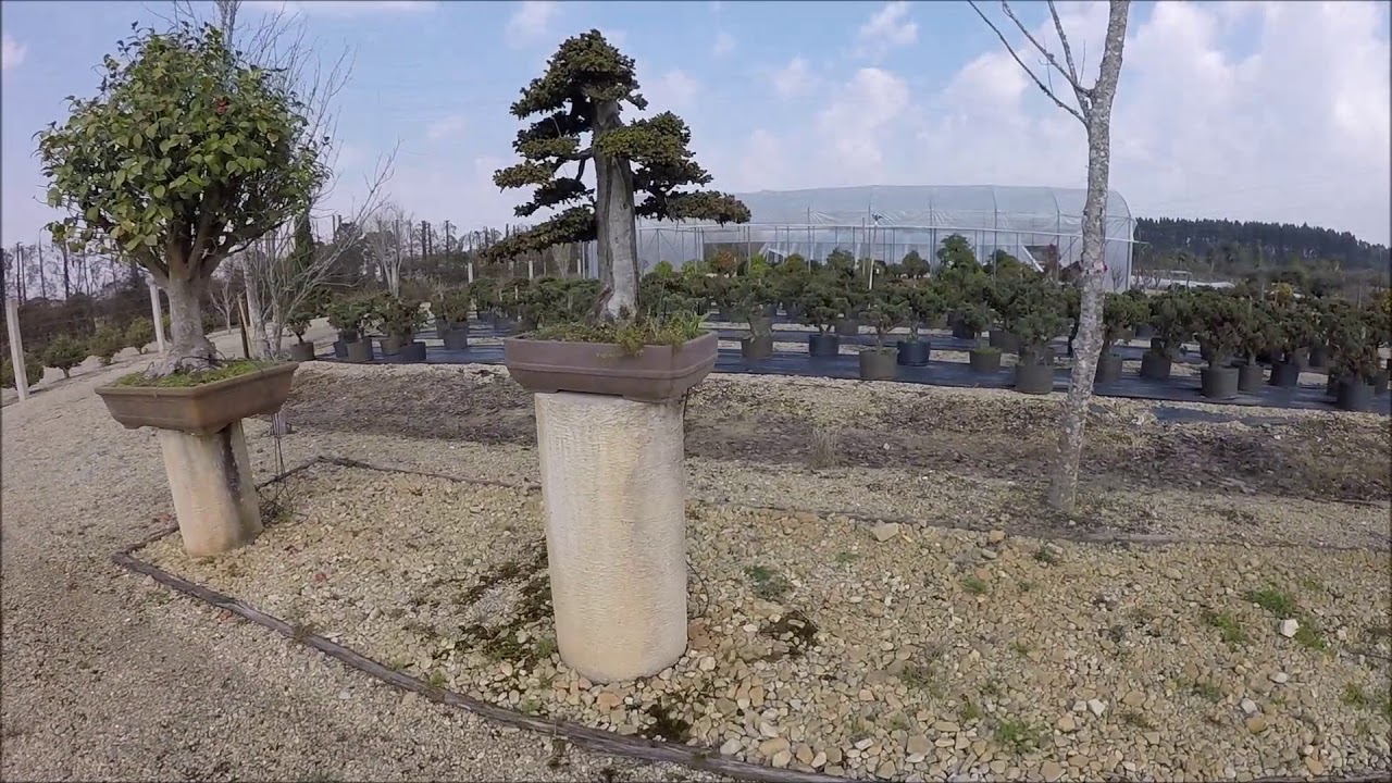 Bonsai do Campo