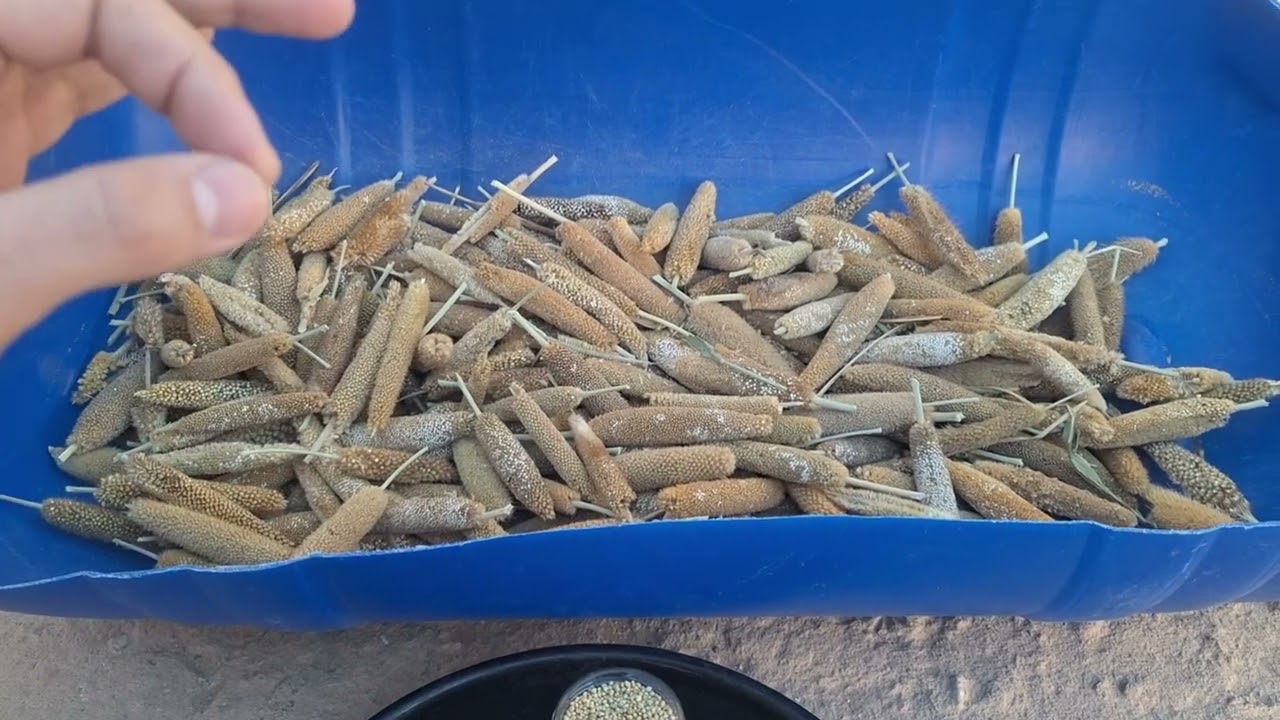 خلطة البشنة لإصلاح الأغنام القصيرة وزيادة طول عظام الأغنام (  بذور و حشيش الدخن)