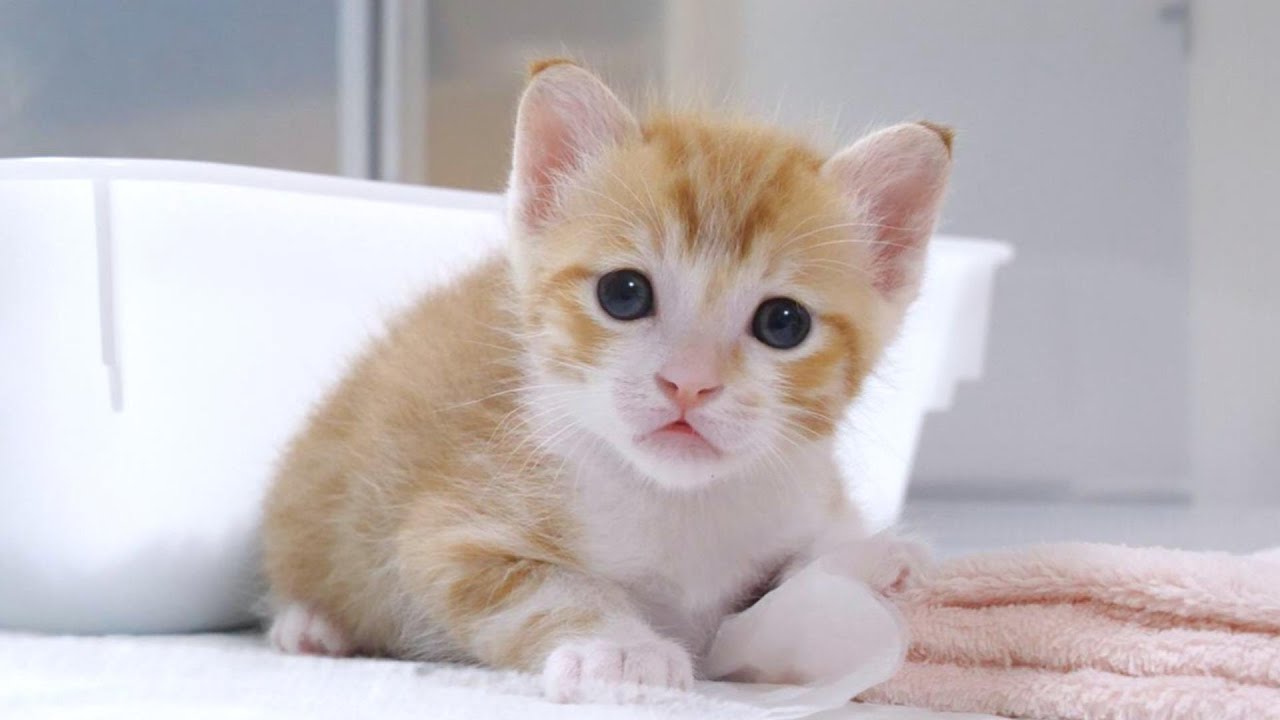 子猫に起こった突然の出来事に驚いてくださいｗ【赤ちゃん猫　保護猫】