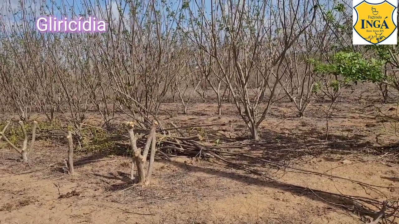 Desafio: Qual melhor leguminosa, Moringa, Leucena ou Gliricídia?