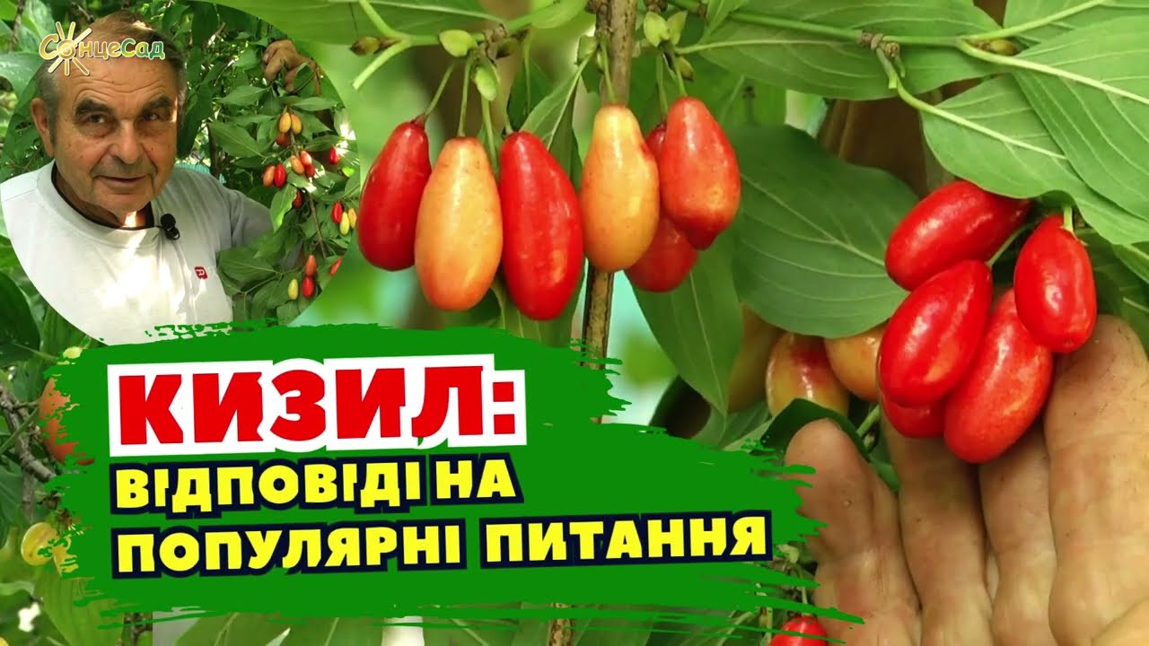 Кизил: відповіді на популярні питання