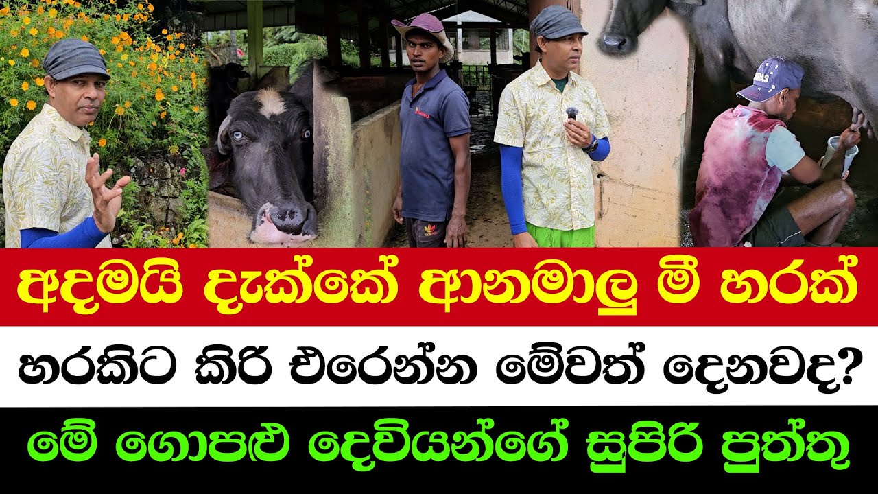Best Foods to Boost Cow’s Milk | Rare Anamalu Cow — Unbelievable