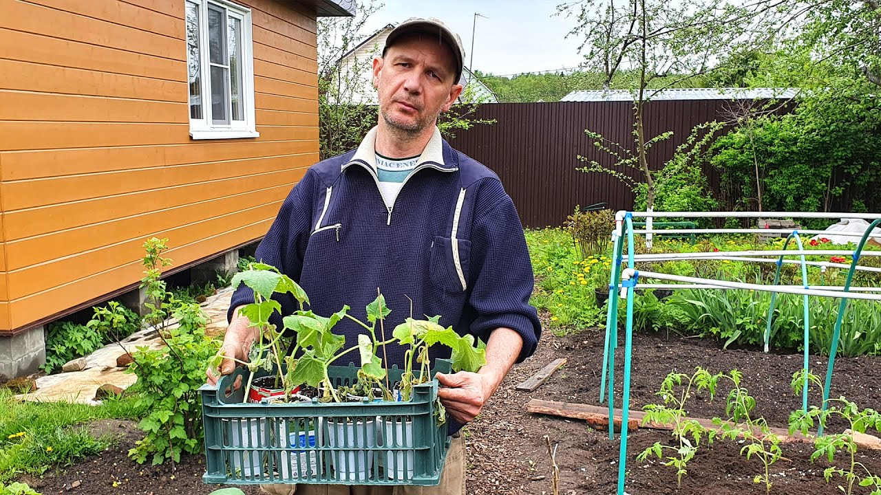 Cucumber Tragedy Happened in Our Garden / Russian Village Stories