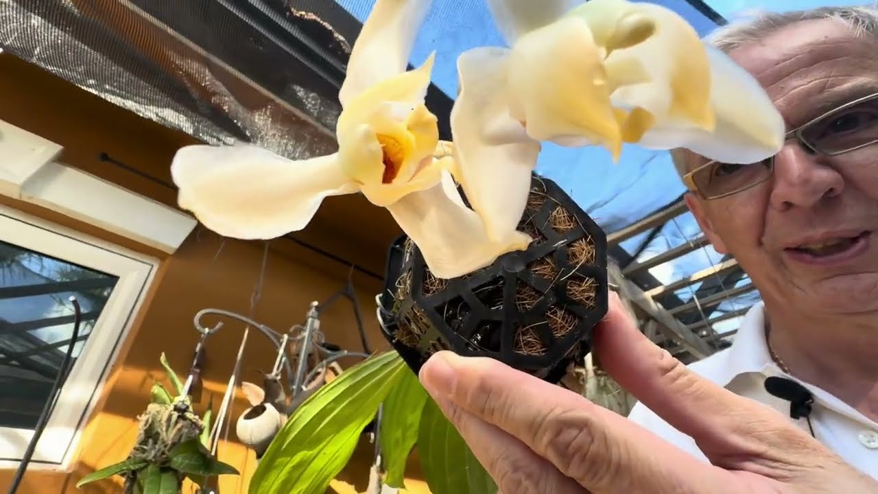 How I care for Stanhopea tricornis
