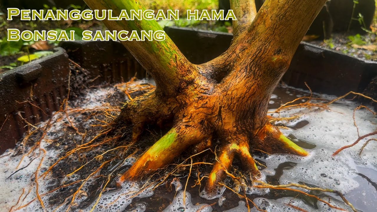Perawatan Bonsai sancang yang di serang hama