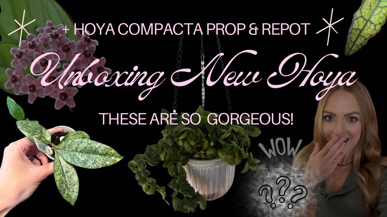 Unboxing Gorgeous New Hoya🌿 + Box Store Hoya Compacta Gets a Repot✨