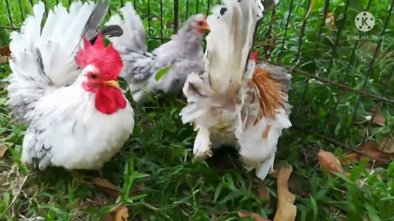 Japanese Bantam Chicken