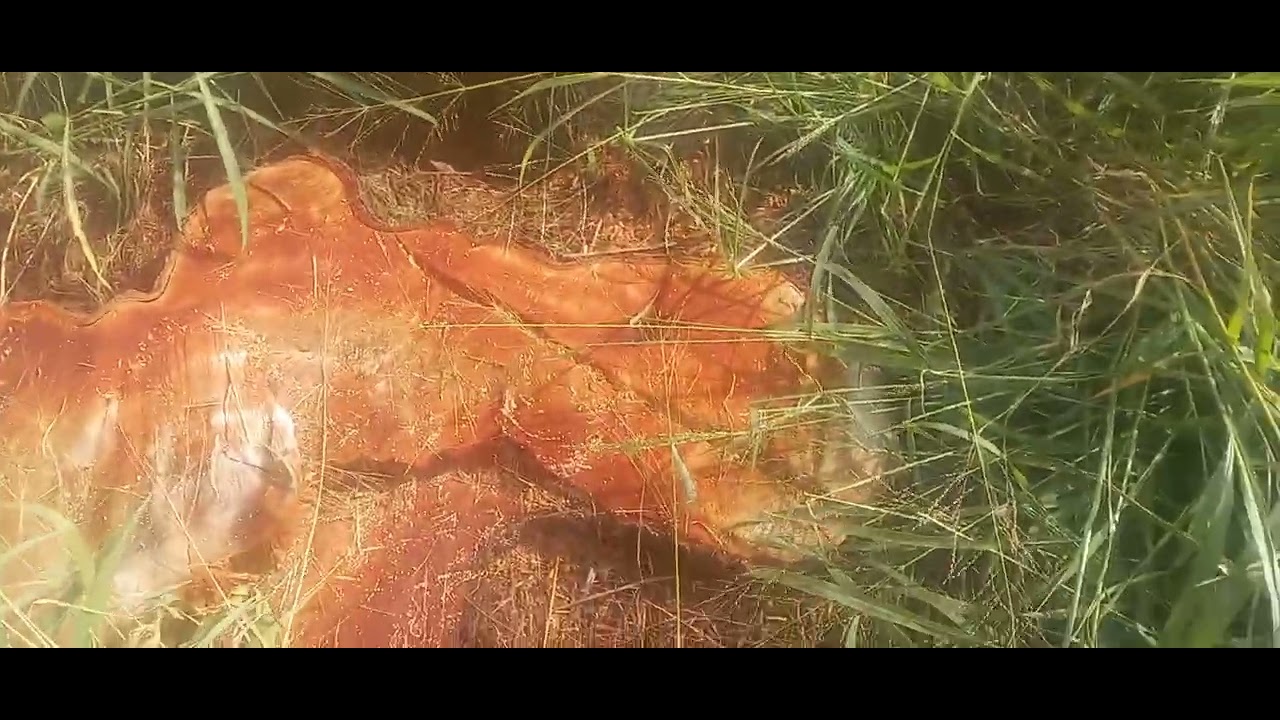 Fui na Fazenda para cortar as madeira a lenha para carregar o caminhão 1113 Mercedes sabadão